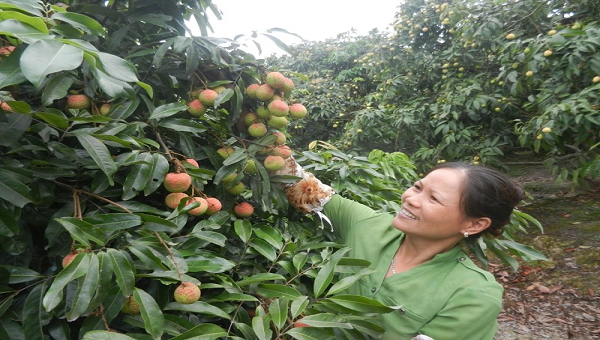 Vải sớm được mùa, được giá người trồng vải ở Hải Dương phấn khởi