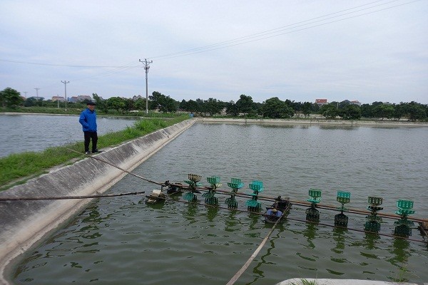 Được đánh giá là hộ nuôi cá giỏi nhất của HTX, ông Đã cho biết, tuân thủ quy trình kỹ thuật là yếu tố hàng đầu để cho năng suất cao.