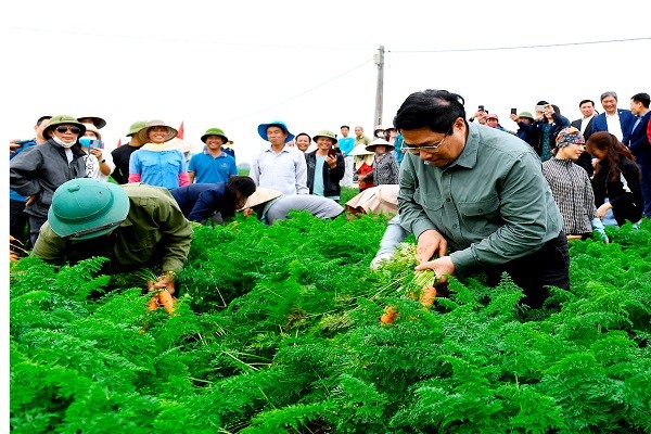 Thủ tướng Chính phủ Phạm Minh Chính thu hoạch cà rốt cùng bà con nông dân xã Đức Chính (huyện Cẩm Giàng)