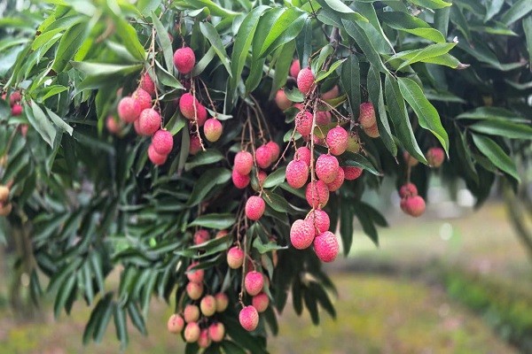 Dự kiến sản lượng vải năm nay của tỉnh Hải Dương đạt khoảng 65 ngàn tấn, huyện Thanh Hà khoảng 38 ngàn tấn