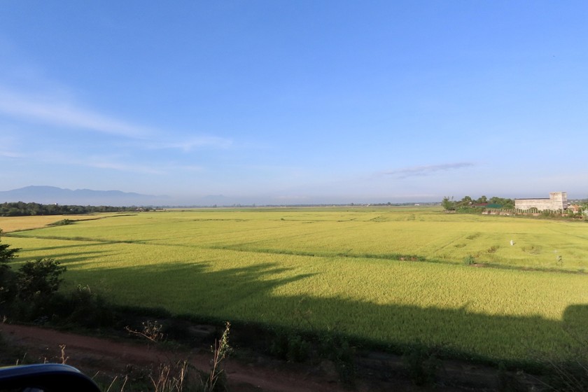 Mùa vàng trên cao nguyên xanh