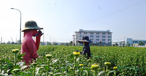 Người trồng hoa Quảng Ngãi 'thấp thỏm' chờ Tết