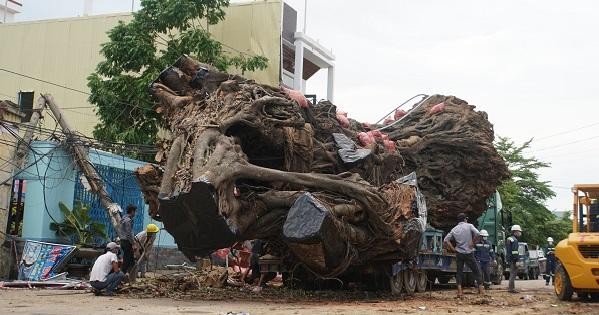 Cây đa hơn 200 năm tuổi được đưa lên xe chuyển về trồng tại núi Thiên Bút.