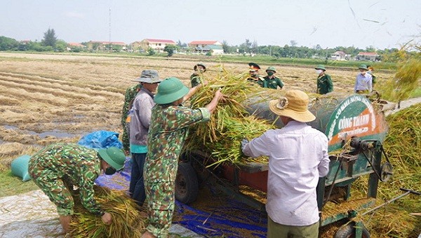 Các cán bộ chiến sĩ và người dân cùng nhau thu hoạch lúa trong không khí quân dân vui vẻ, gắn kết.