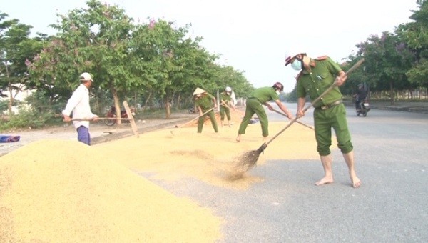 Công an TP. Huế gom lúa nơi vi phạm đến nơi an toàn