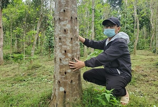 Trên địa bàn xã Trường Thủy, huyện Lệ Thủy có hơn 100 hộ gia đình trồng cây dó bầu trên diện tích hơn 20ha.