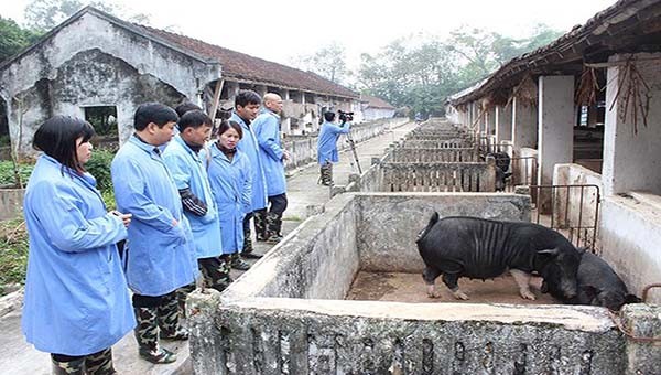 Dịch tả lợn châu Phi tại Cao Bằng cơ bản được khống chế.