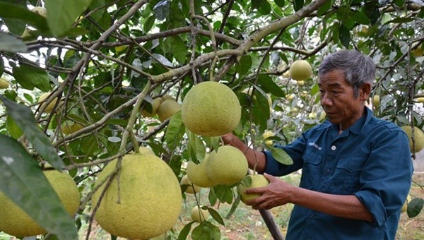 Bưởi Đoan Hùng là sản phẩm đã có thương hiệu trong nước, nhưng để xuất khẩu được sẽ phải vượt qua rất nhiều rào cản.