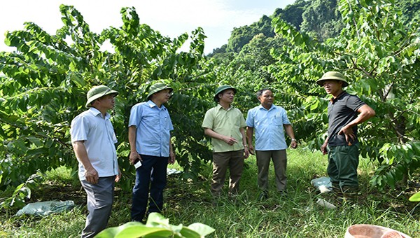 Tuyên Quang đặt mục tiêu đến năm 2030 cơ bản chuyển sang nền nông nghiệp hàng hóa, tiêu chuẩn, chất lượng.