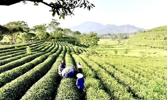 Yên Sơn đẩy mạnh phát triển mạnh cây chè theo hướng sản xuất hàng hóa (Ảnh: Lê Hanh).