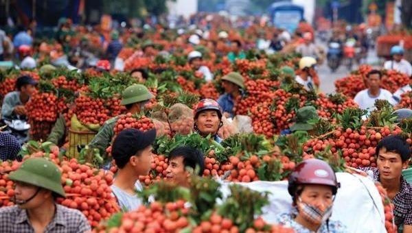 Hiện tất cả các vấn đề kỹ thuật để đưa quả vải sang Nhật Bản đã hoàn tất.