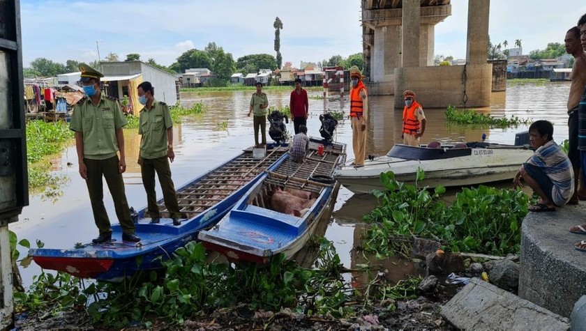 Khi phát hiện lực lượng kiểm tra, các đối tượng đã bỏ chạy lên bờ, để lại phương tiện và đàn heo hơi.