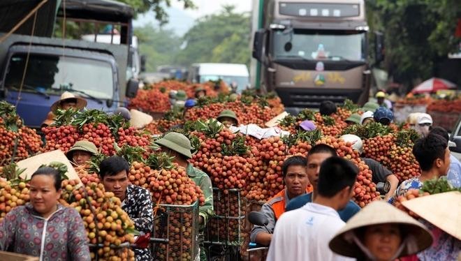 Cục Xuất nhập khẩu chỉ đạo tạo thuận lợi khi cấp C/O cho nông sản xuất khẩu. (Ảnh minh họa).