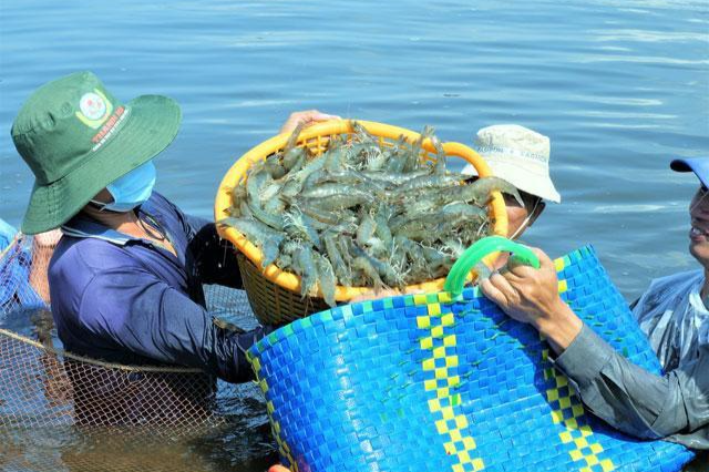 Trong các mặt hàng thuỷ sản, xuất khẩu tôm sang EU tăng trưởng mạnh.