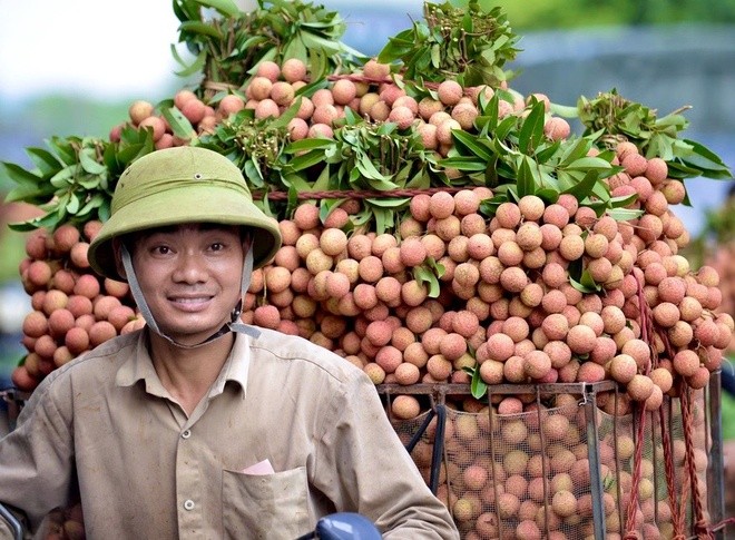 Bắc Giang đã tiếp nhận 201 thương nhân Trung Quốc đăng ký sang giám sát, thu mua vải thiều (Ảnh minh họa).