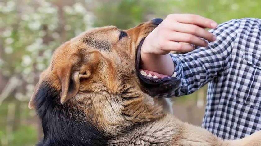 Để chó cắn người, chủ chó có thể đối mặt với trách nhiệm hình sự. (Ảnh minh họa)