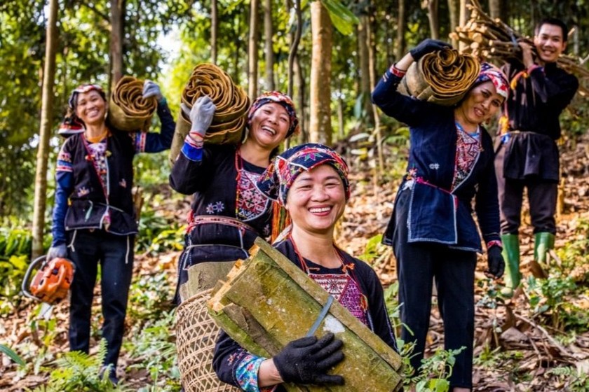 Nụ cười thu hoạch của người nông dân vùng quế hữu cơ. (Ảnh: Hải Yến)