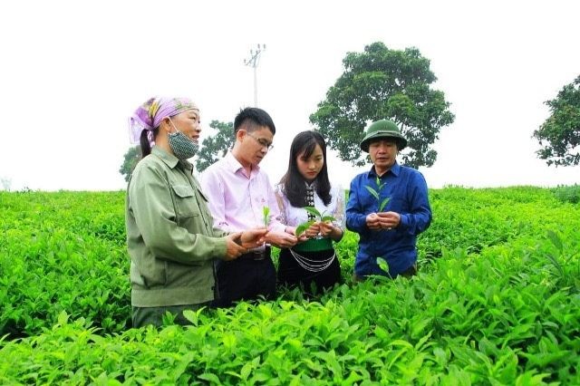 Ông Nguyễn Thế Cần - Giám đốc NHCSXH huyện Mộc Châu và các cán bộ tín dụng thăm đồi chè trên cao nguyên Mộc Châu.