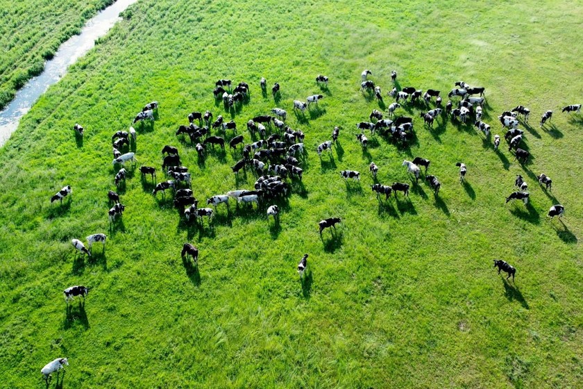 Ảnh nhà máy sữa tại New Zealand.