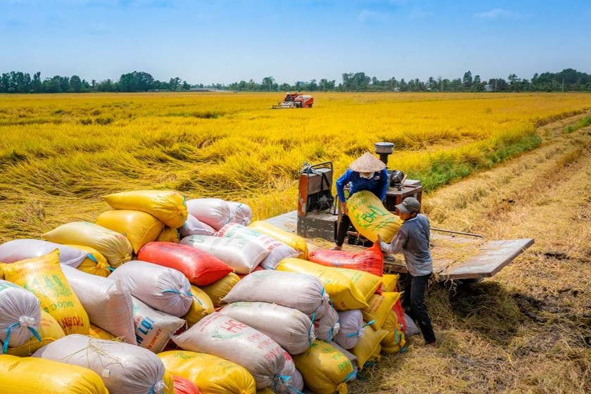 Sản xuất kinh doanh theo chuỗi giá trị sẽ có nhiều lợi ích. (Ảnh minh họa: TTXVN).