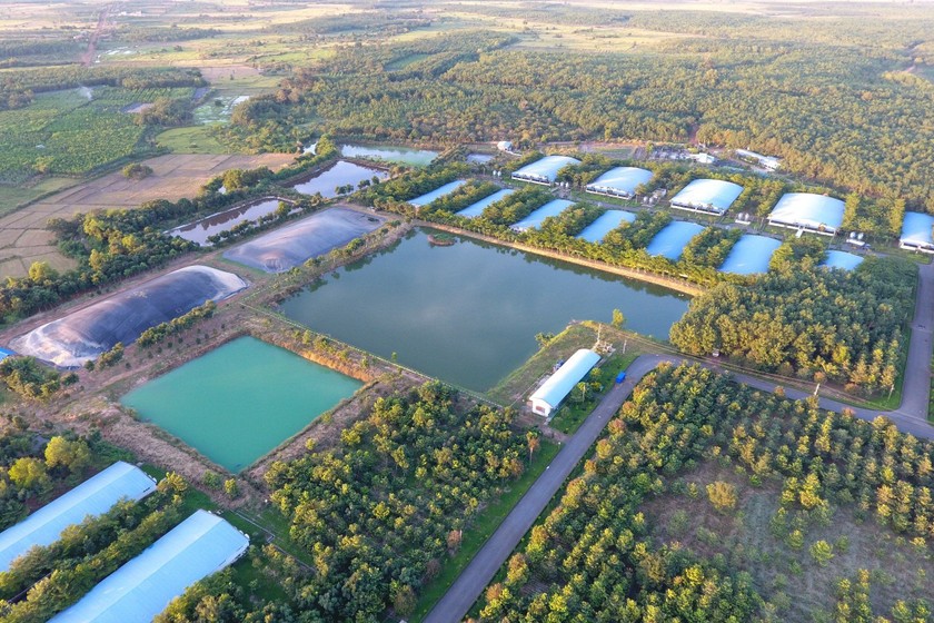 Mô hình trang trại bền vững của CPV (Green Farm).