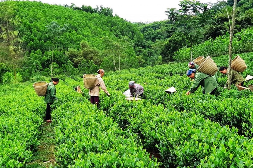 Vùng cao Tây Bắc đang đổi thay từng ngày nhờ nguồn vốn tín dụng.