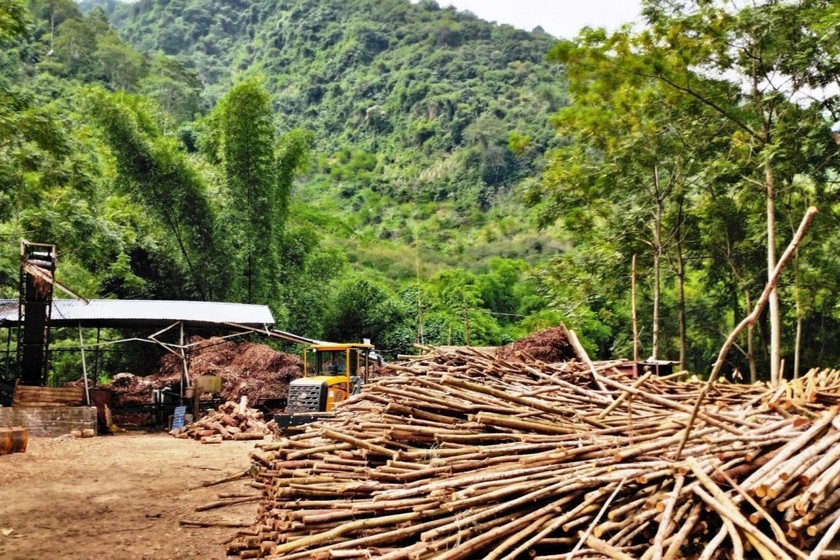 Với rừng trồng bị thiệt hại, chủ rừng có thể tận dụng, tận thu và sau khi khai thác, có trách nhiệm trồng lại rừng ngay vụ kế tiếp.