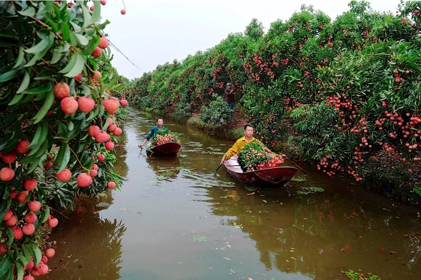 Vào mùa thu hoạch vải, Thanh Hà đẹp như một bức tranh.