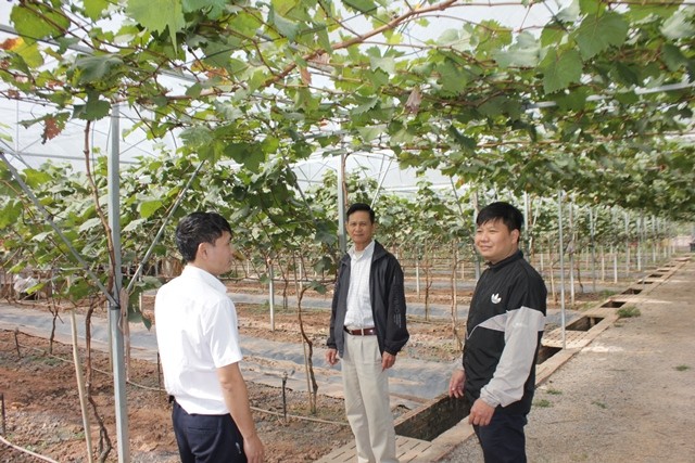 Mô hình trồng nho Mẫu Đơn giàn lưới, ứng dụng công nghệ cao, sản xuất theo hướng VietGAP, chăm bón theo hướng hữu cơ của ông Hà Trọng Toán. Trước đây, hộ gia đình ông đã thành công với mô hình trồng Cam đường cho hiệu quả kinh tế cao.