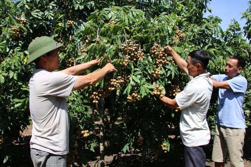 Mô hình trồng nhãn ứng dụng khoa học kỹ thuật ở huyện Sông Mã.