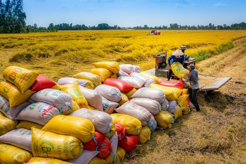 Cần cung ứng vốn giá hợp lý để trữ gạo trong giai đoạn giá XK gạo xuống thấp. (Ảnh minh họa: VGP)