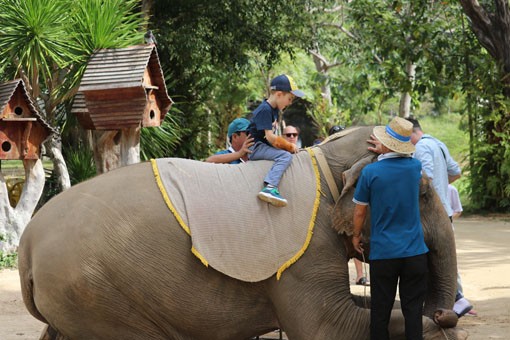 Du khách, đặc biệt là trẻ em trực tiếp trải nghiệm dịch vụ cưỡi voi mà không hề có bất kỳ biện pháp bảo vệ nào. (Ảnh: Animals Asia )
