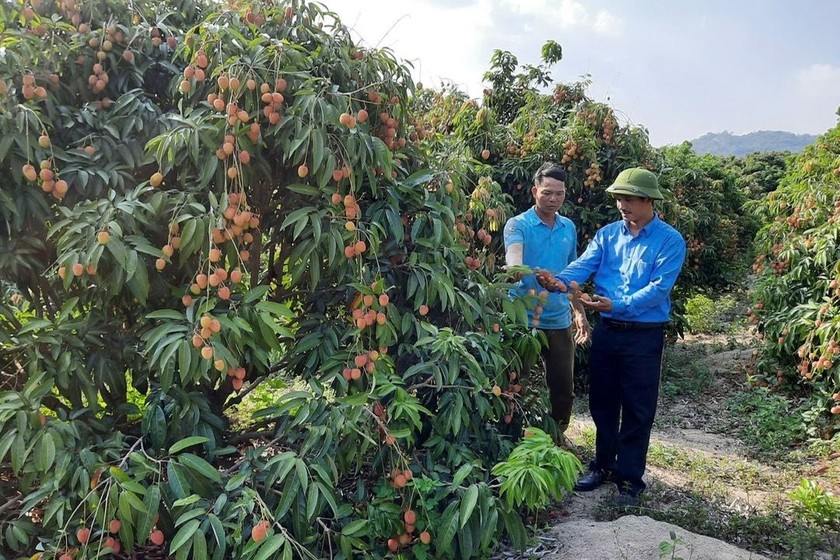  Nhờ nguồn vốn vay 40 triệu đồng từ Ngân hàng CSXH, anh Nguyễn Văn Bảy ( thứ 2 từ phải qua) ở thôn 2, xã Ea Khal đã có thu nhập cao từ trồng vải.