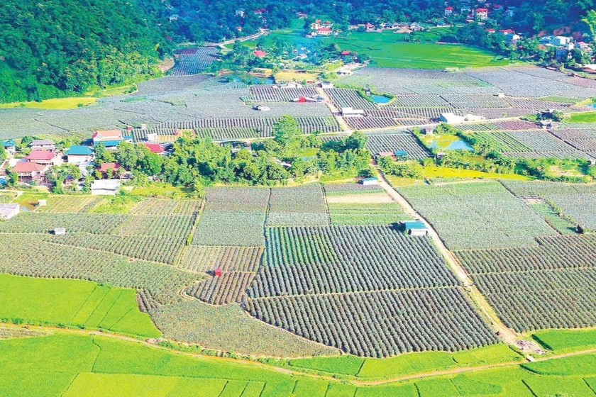Cuộc sống người dân miền núi tỉnh Sơn La ngày càng đổi thay nhờ nguồn vốn tín dụng chính sách.