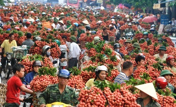 2 tháng, vải thiều đem về 6.300 tỷ cho Bắc Giang