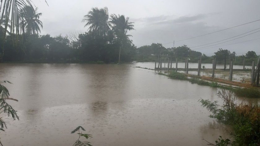 Mưa lũ gây ngập lúa, hoa màu ở Ninh Thuận.