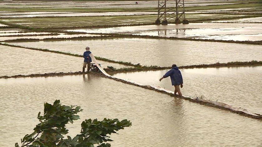 Nhiều diện tích lúa vừa gieo sạ bị ngập úng