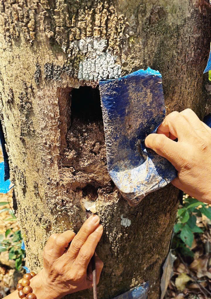 Tạo hộc cấy chế phẩm sinh học trên thân cây dó bầu