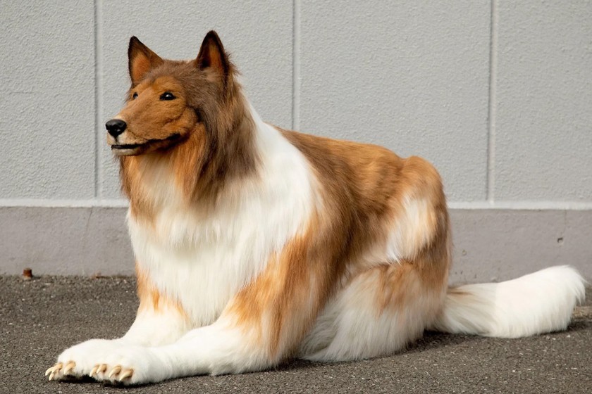 Toco trong trang phục chó giống collie. Ảnh: Twitter.