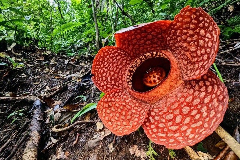 Hoa Rafflesia. Ảnh: Dr Chris Thorogood.