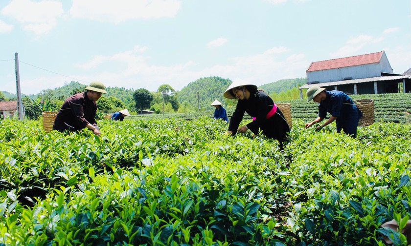 Dự thảo Luật HTX (sửa dổi): Phải là mô hình của người nông dân