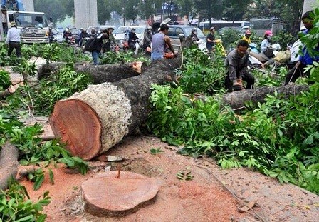 Các cây cổ thụ bị đốn hạ.