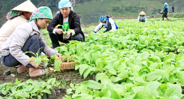 Vùng nguyên liệu thuốc lá tại Lào Cai