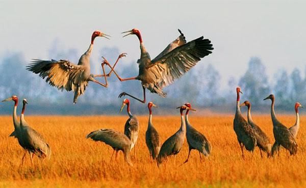 Sếu đầu đỏ bay về đồng cỏ bàng Phú Mỹ, Kiên Giang