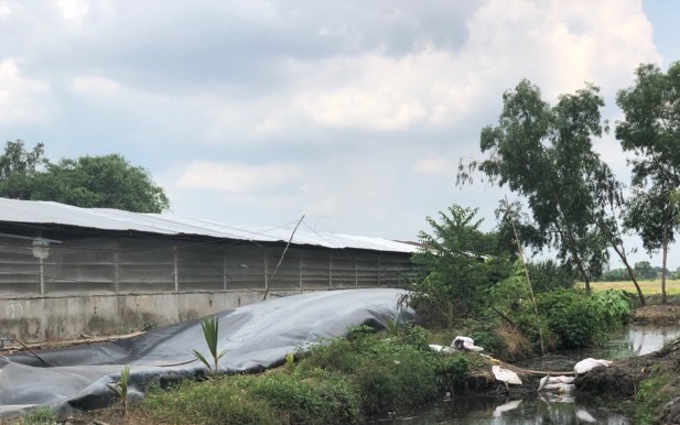 Chủ trại heo khắc phục bằng cách lắp đặt các túi biogas để giảm thiểu ô nhiễm môi trường 