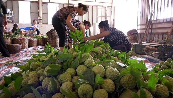 Nông dân một Tổ hợp tác ở thị trấn Chi Lăng tập kết na an toàn cho thương lái