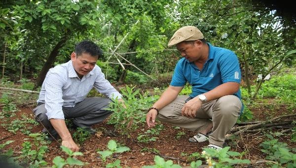 Anh Tòa  (trái) hướng dẫn kỹ thuật trồng đàn hương cho khách