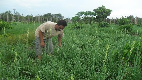 Anh Tiễu chăm sóc hoa 