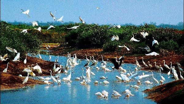 Vườn Quốc gia Xuân Thủy - Nam Định (ảnh: Trần Hưng)