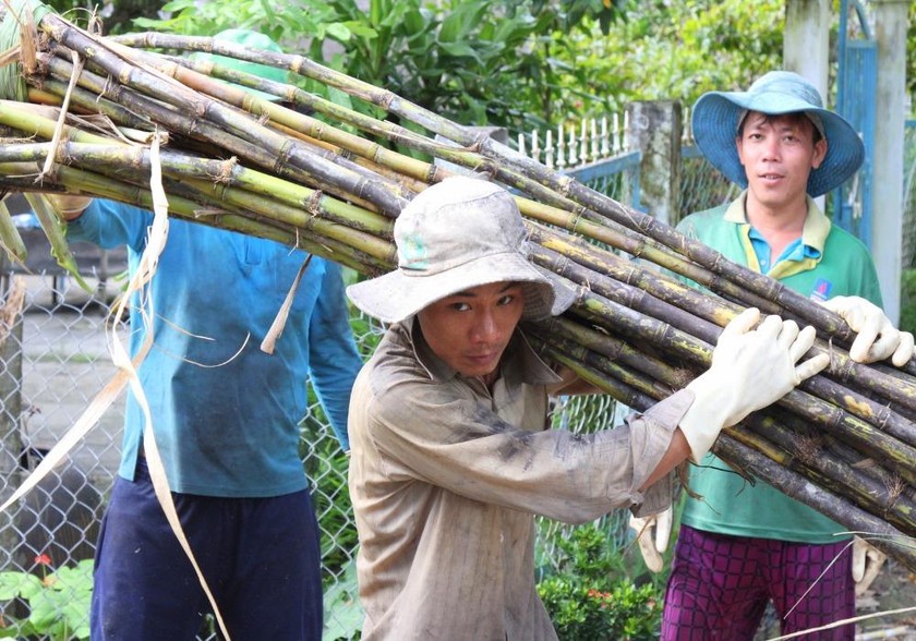 Mía giờ đây không còn là cây đổi đời mà trở thành gánh nặng đối với người dân